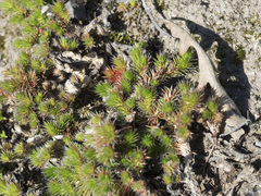 Selaginella hansenii