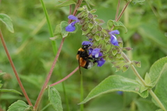 Bombus tucumanus