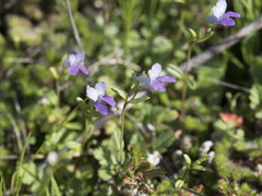 Collinsia sparsiflora collina