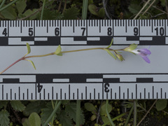 Collinsia sparsiflora collina