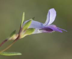 Collinsia sparsiflora collina