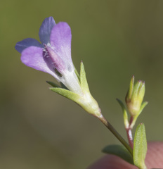 Collinsia sparsiflora collina