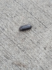 Armadillidium vulgare