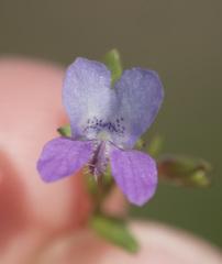 Collinsia sparsiflora collina