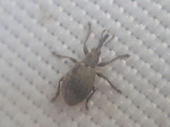 Trichopterapion holosericeum