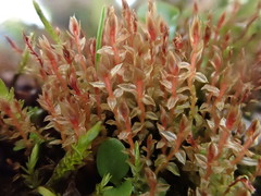 Ptychostomum weigelii