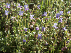 Collinsia sparsiflora collina