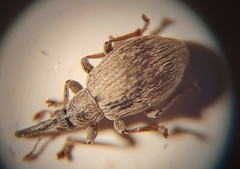 Trichopterapion holosericeum