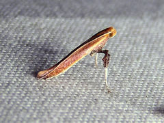 Caloptilia invariabilis