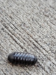 Armadillidium vulgare