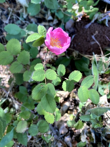 Image of Rosa spithamea by no rights reserved