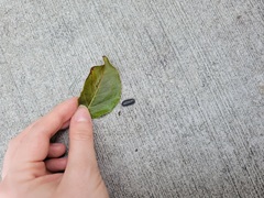 Armadillidium vulgare