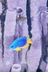 Pomacentrus caeruleus