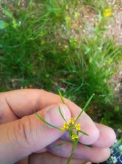 Erysimum cheiranthoides