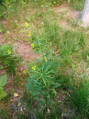 Erysimum cheiranthoides