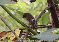 Diglossa albilatera