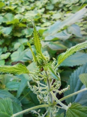 Urtica dioica
