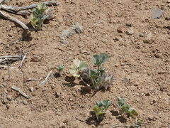 Pediomelum megalanthum