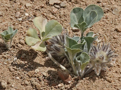 Pediomelum megalanthum