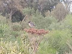 Saxicola dacotiae