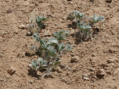 Pediomelum megalanthum