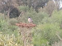 Saxicola dacotiae