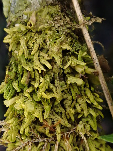 Representative image of Radula lindenbergiana