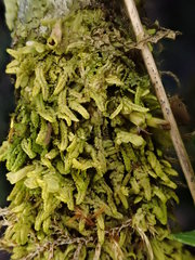 Radula lindenbergiana