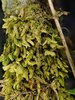 Radula lindenbergiana - Photo (c) Stefan Gey, some rights reserved (CC BY-NC), uploaded by Stefan Gey
