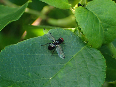 Seioptera vibrans