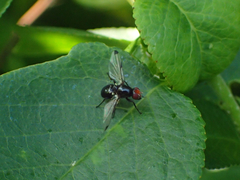 Seioptera vibrans