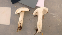 Hygrophorus piceae