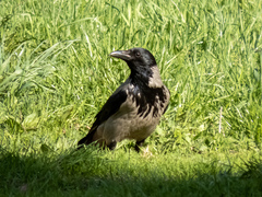 Corvus cornix