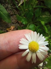 Bellis perennis