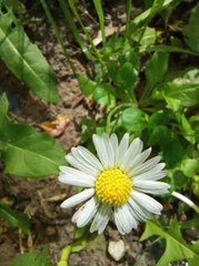 Bellis perennis