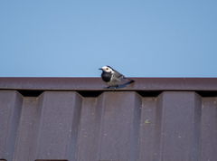 Motacilla alba