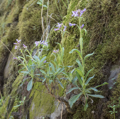 Boechera breweri shastaensis