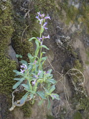 Boechera breweri shastaensis