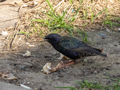 Sturnus vulgaris