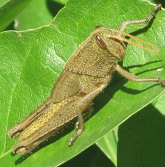 Schistocerca impleta