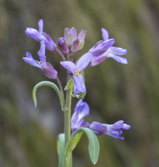 Boechera breweri shastaensis