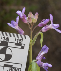 Boechera breweri shastaensis