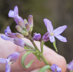 Boechera breweri shastaensis