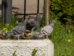 Columba livia domestica