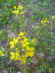 Bunias orientalis