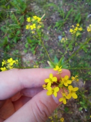 Bunias orientalis