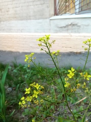 Bunias orientalis