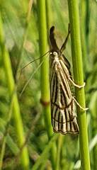 Chrysocramboides craterella