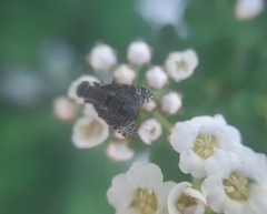 Platystoma seminationis