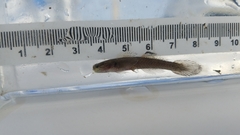Erotelis smaragdus